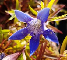 Gentiana septemfida lagodechiana 'Select'